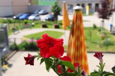 Blick-in-den-Garten