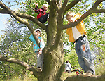 ASB Hort Hohnstein
